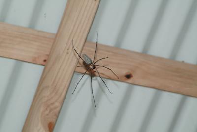 HUGE spider in men's loo