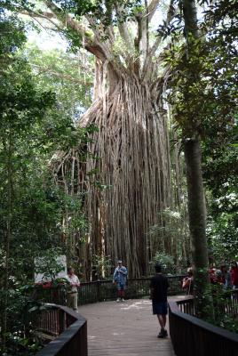 Curtain Fig Tree