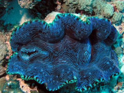 Blue Giant Clam