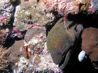 Moray Eel with a social problem
