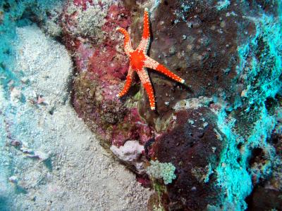 Striped Star Fish
