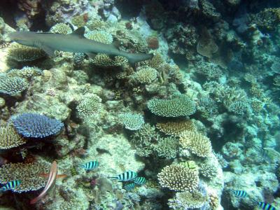 White tip shark lurking beneath