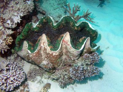 Green Giant Clam