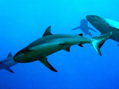White Tip Reef & Grey Whaler Sharks