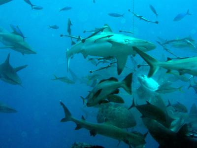 Shark Feed (30+ arrived for buffet)