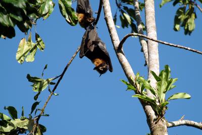 Flying Fox Resting