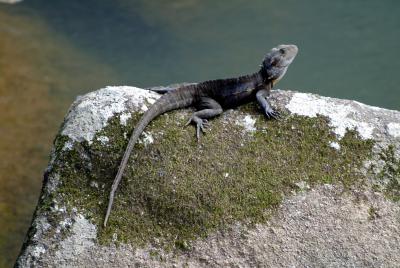 Lizard