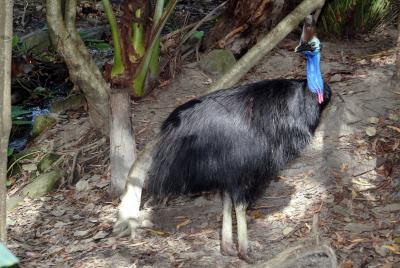 Cassowary