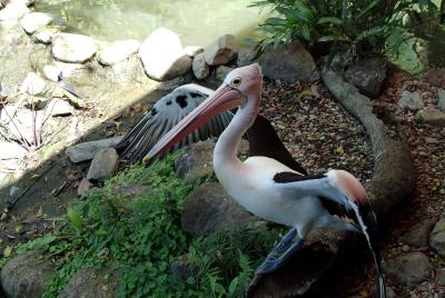 Pelican, not Plastic