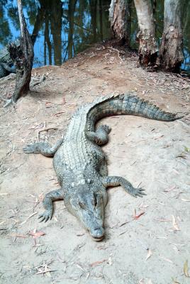 Salt Water Crocodile