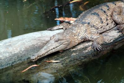 Fresh Water Crocodile