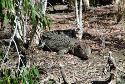 Salt Water Crocodile