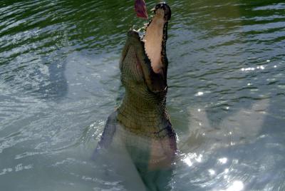 Hungry Croc