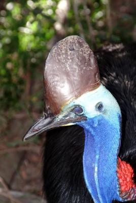 Cassowary