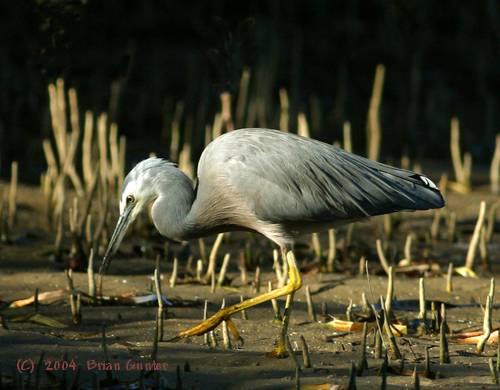 White-faced Heron