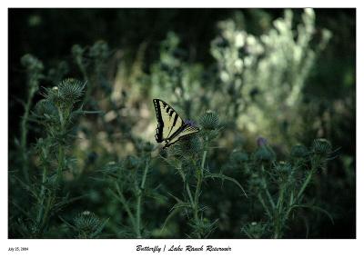 Finally, A Butterfly shot