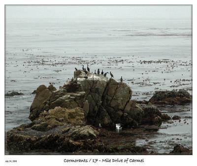 Cormorants