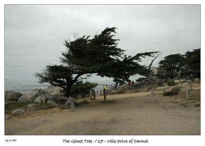 At Ghost Tree