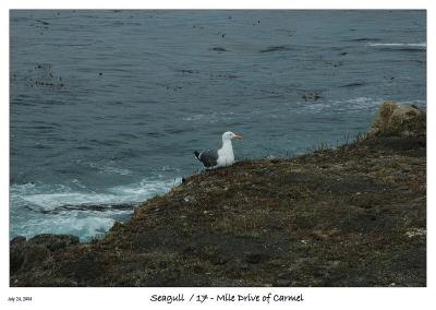 Seagull