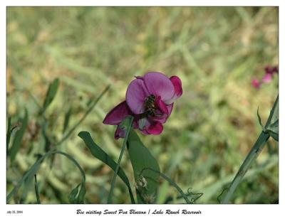 Bee visiting a Sweet Pea Blossom