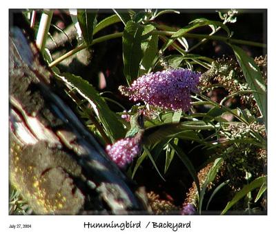 Can you find the Hummingbird?