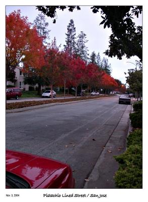 Fall Colors in front of the house