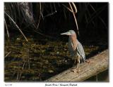 P8114361_JuveHeron_WP_Nature.jpg