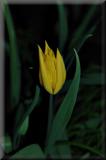 Lone Yellow Tulip from the yard