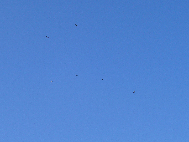 vultures doing six sevenths of the big dipper