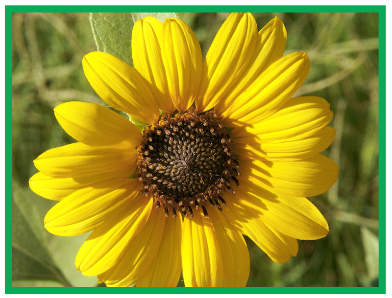 Sunflower