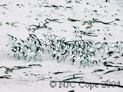 Avocets on beach