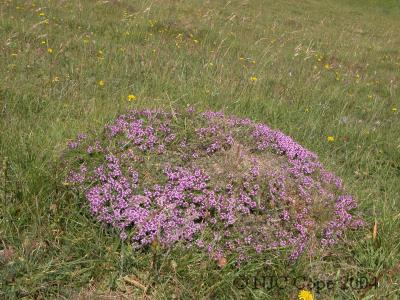 u35/bundubasher/medium/40479791.Thyme4.jpg