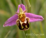 Ophrys apifera 8