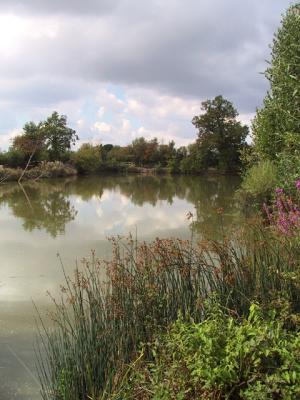 Pond near Tetbury, England