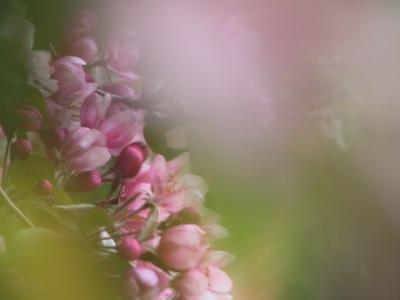 Crabapple Blossoms