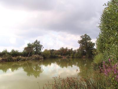 Pond near Tetbury