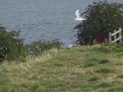 Flight of a gull in Wales