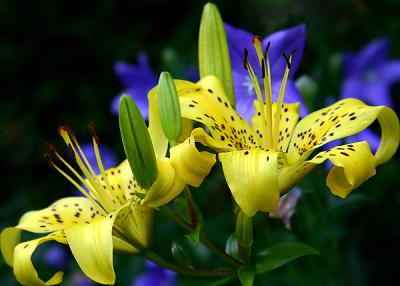 The Day Lily Blues