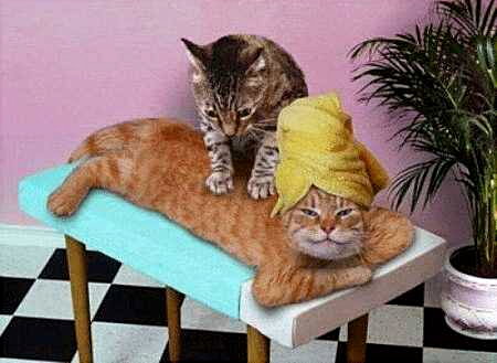 Cat Heaven...<br><br><br>