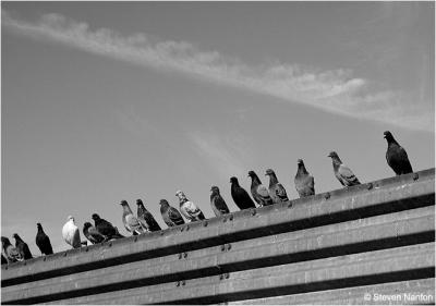N.Y.C. Pigeons