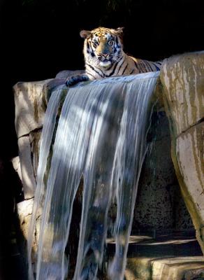 Tiger-on-waterfall.jpg