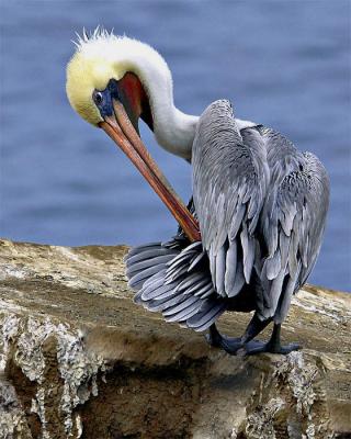 Other Water Birds: CLICK TO OPEN