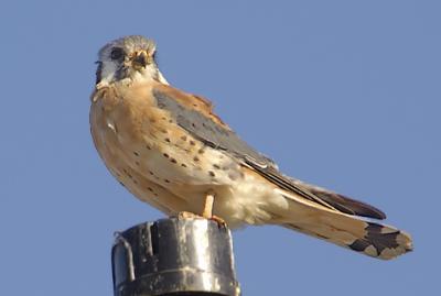 Kestral-1.jpg