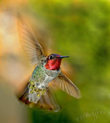 Annas-on-the-attack Hummingbird fighter