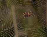 Spider-in-Web.jpg