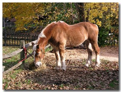 Hay Break