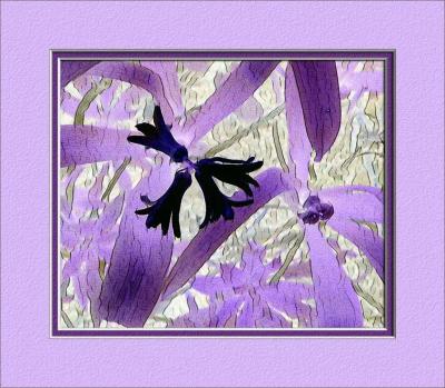 Phils-hyacinth.jpg