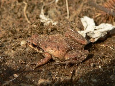 New Jersey Chorus Frog - Pseudacris triseriata kalmi