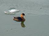 Pied-billed Grebe