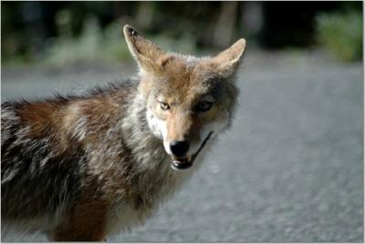 Where to Photograph Coyote